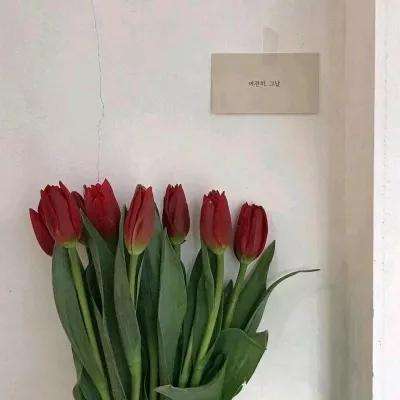 去吧阿古兽破解版下载